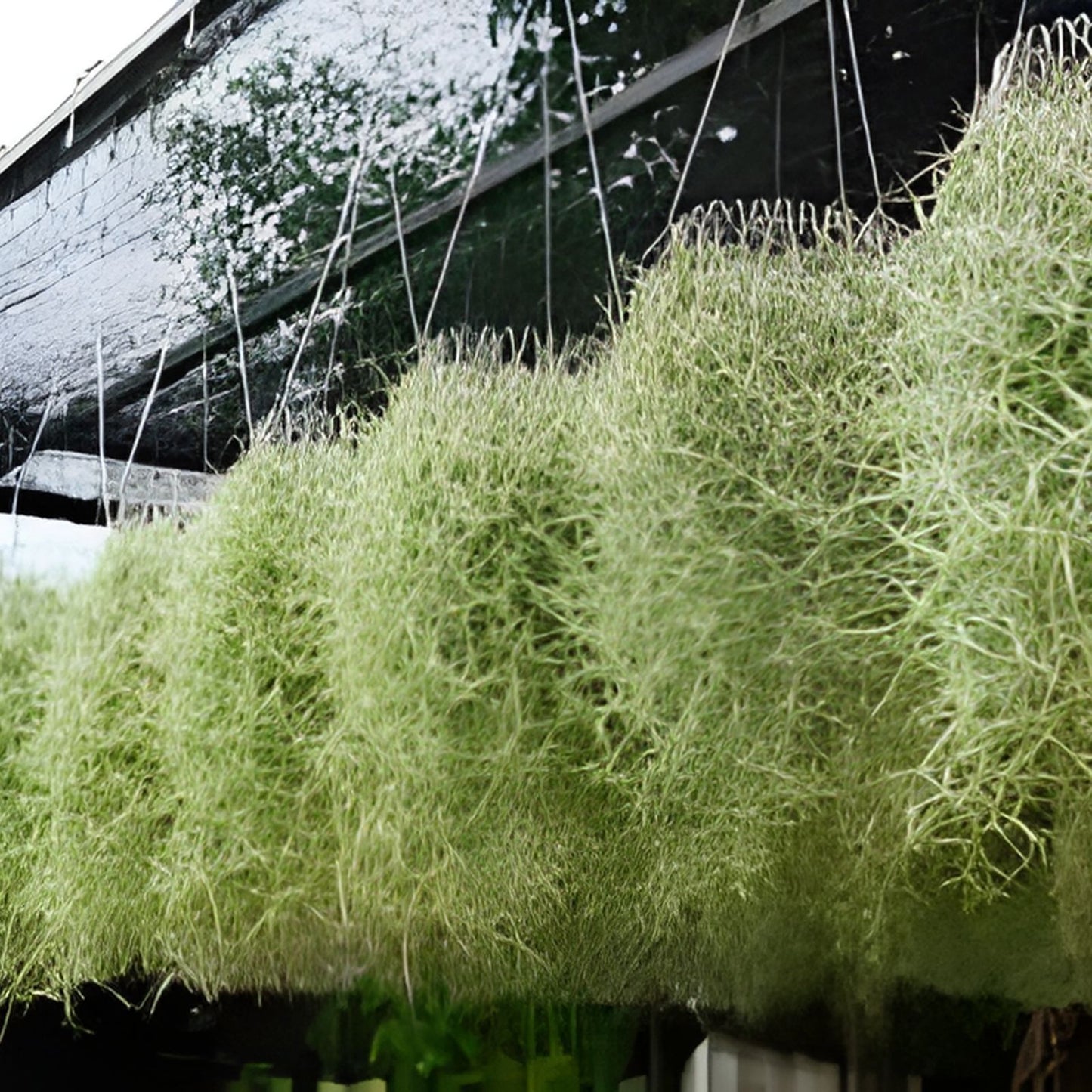 Live Spanish Moss Airplant 5 Gallon Freshly Picked Orlando Tillandsia Usneoides Decorative Plant
