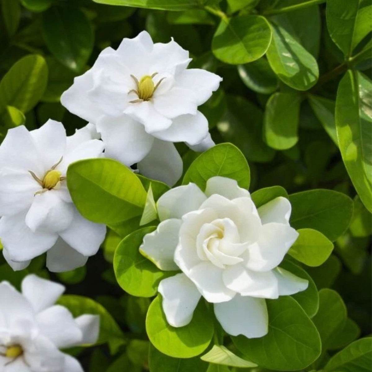 Aimee-Gardenia-Jasmine-Live-Plants-6-8-Inch-No-Pot-Gardenia-jasminoides