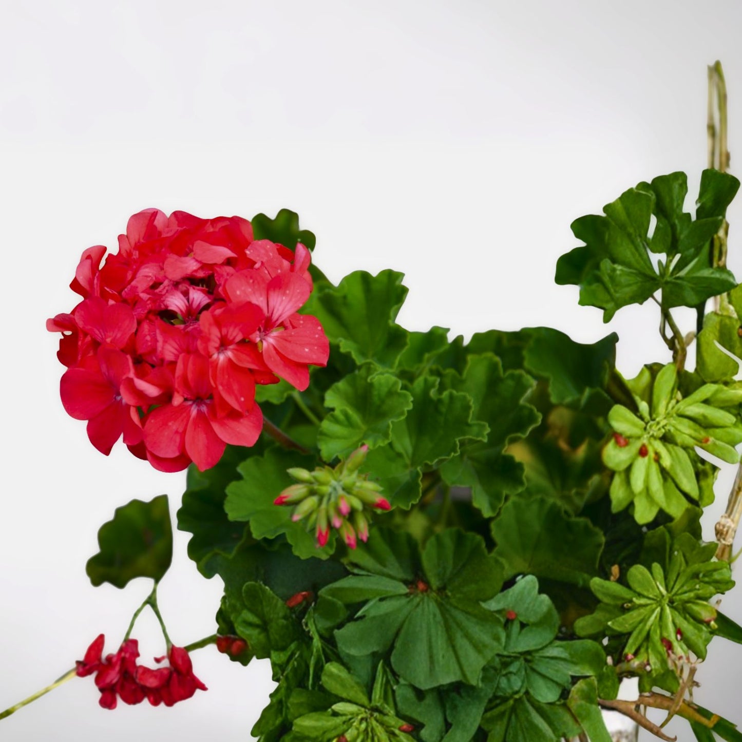 Geranium Plants Set of 2, Bright Pinkish Red Perennial, Pelargonium spp.