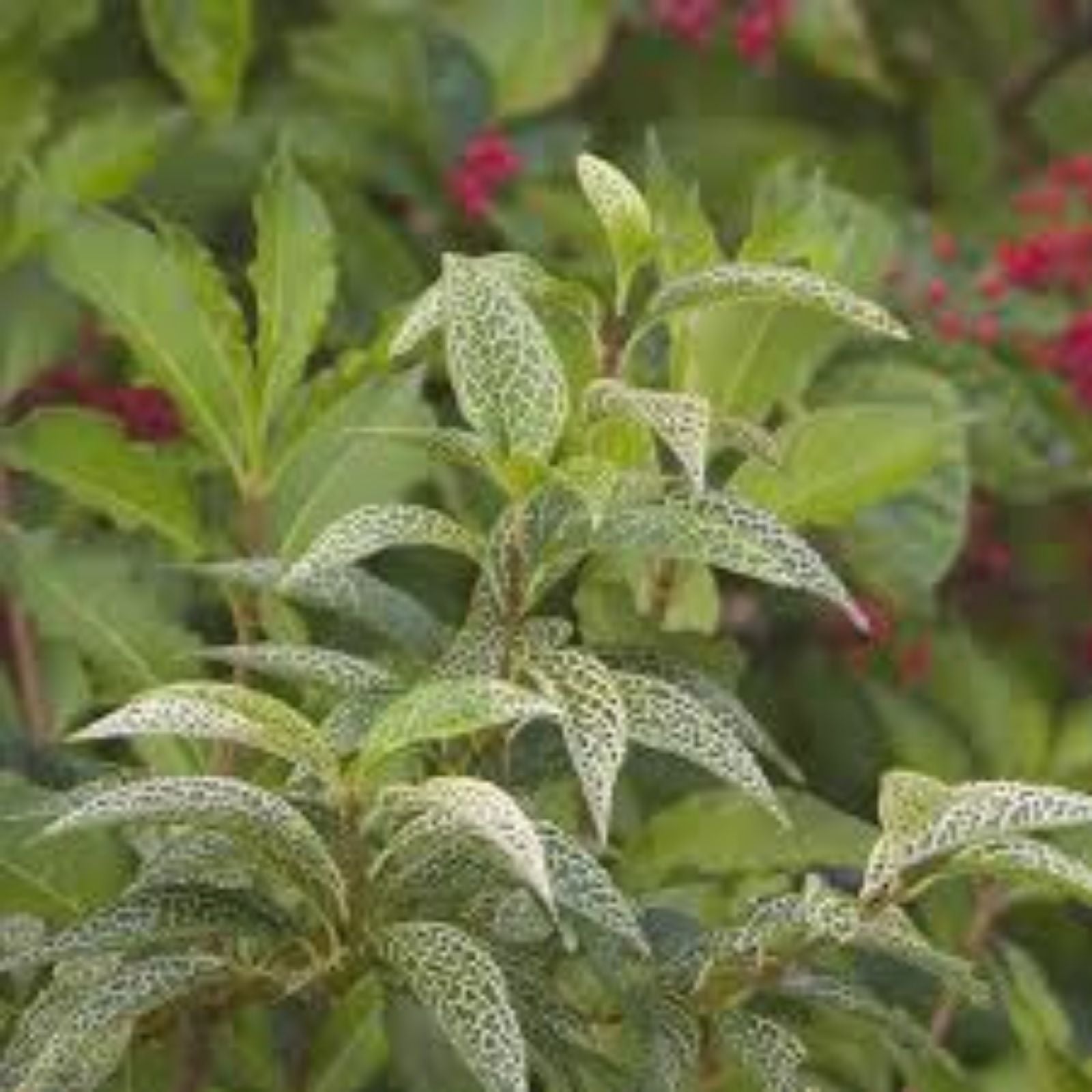 Variegated Forsythia Plant Starter 6-12 Inch, Forsythia viridissima 'Kumson', Deciduous Shrub for Landscaping, Hardy Zones 5-9