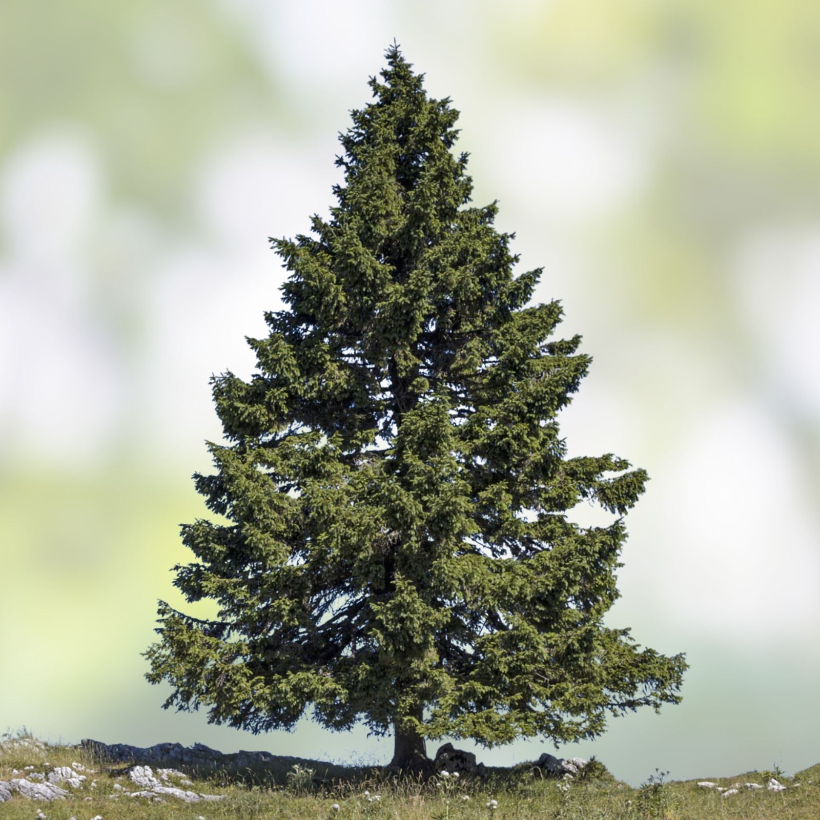 Norway Spruce Tree Seeds - 50 Seeds - Evergreen Conifer - Picea abies - Garden Tree Planting Supplies