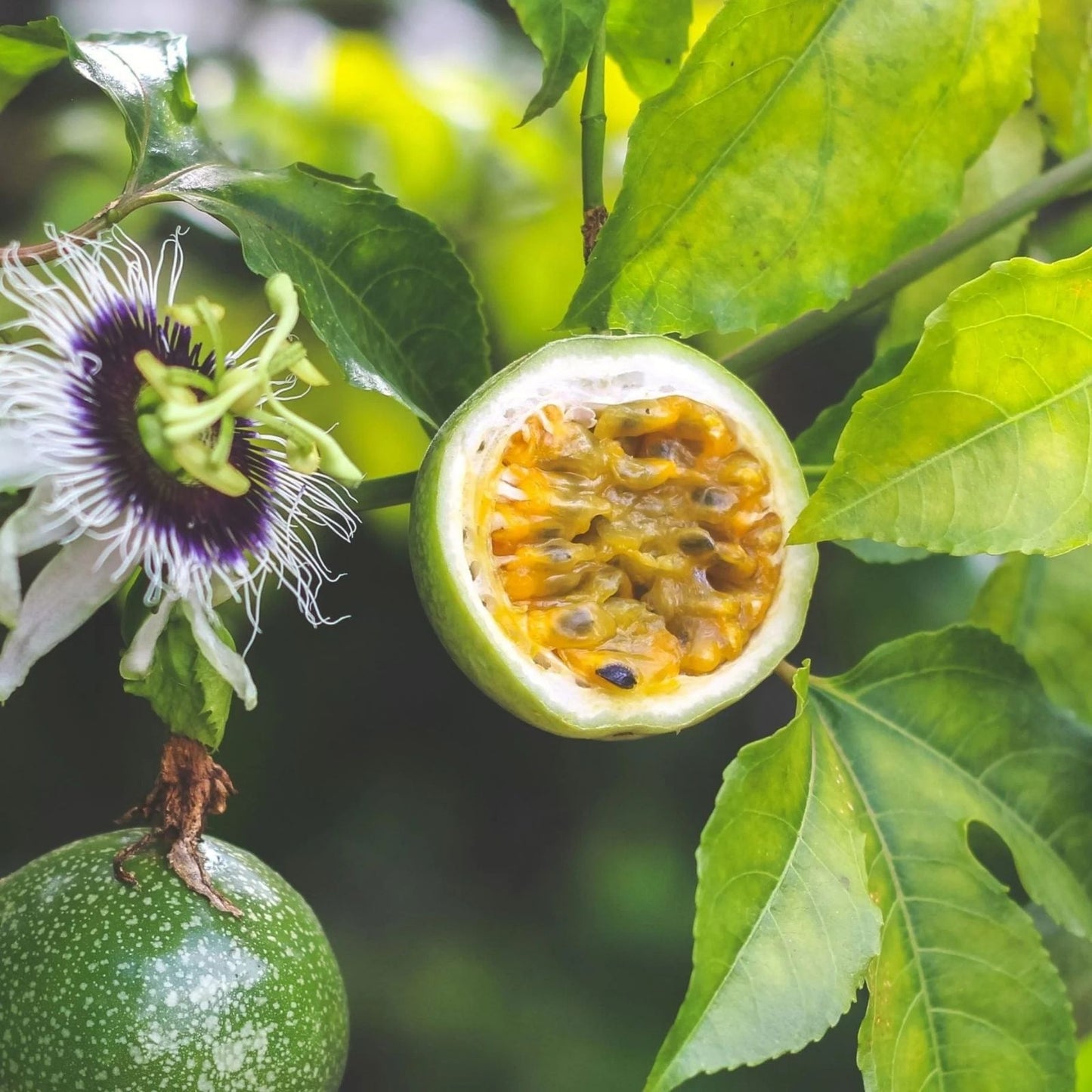 Passion Fruit Plant Cuttings 8-10” Passiflora Edulis Fresh Vines No Root | Tropical Fruit Vine for Gardening