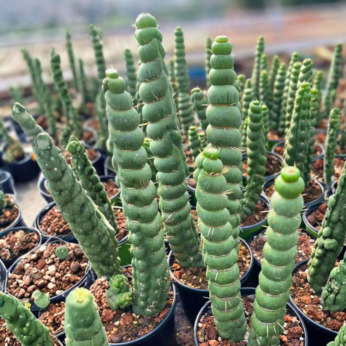 Spiral Cactus 4" & 6" Pots Eulychnia Castanea 'Spiralis' Rare Indoor Plant Twisted Growth Pattern Low Maintenance