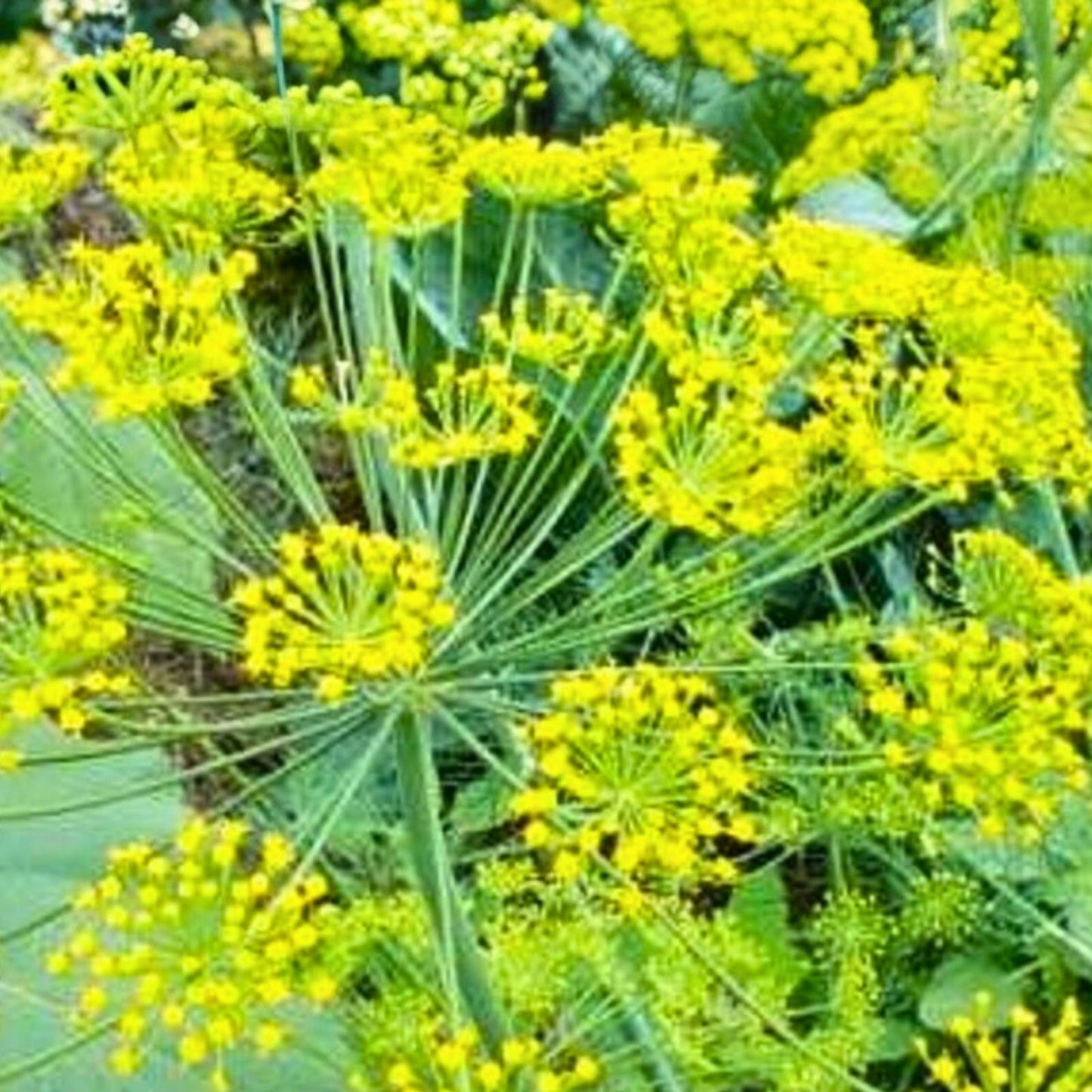 Heirloom Dill Seeds 25+ Non-GMO Herb Seeds for Cooking and Dried Use Anethum graveolens
