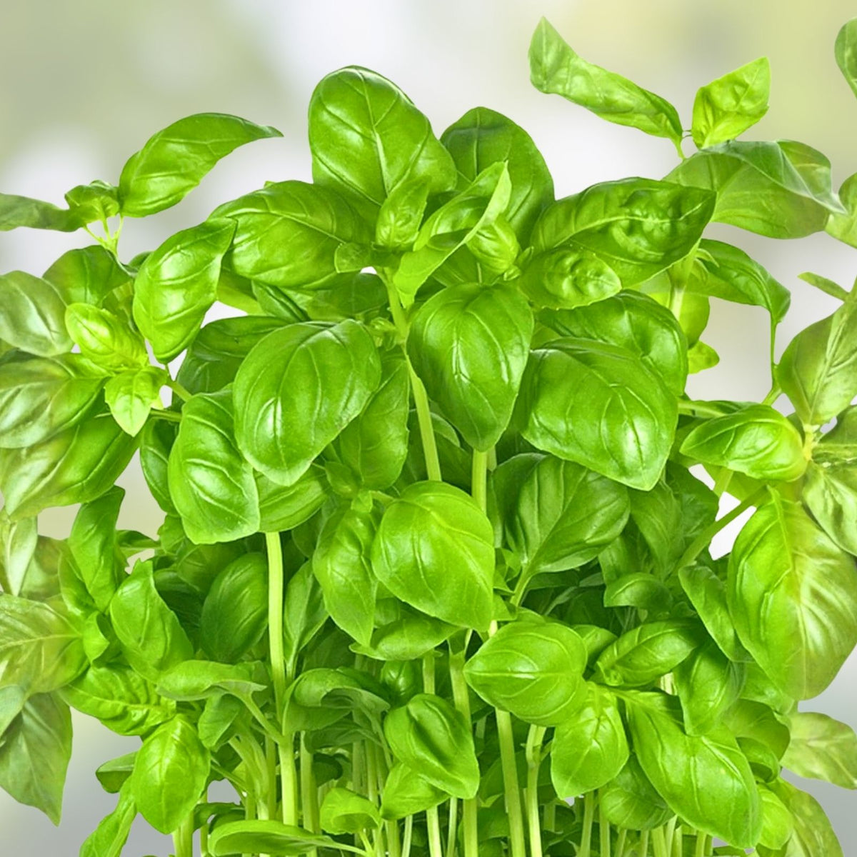 Basil Seeds 25 Count – Italian Large Leaf Heirloom Non-GMO Herb – Ocimum basilicum Gardening Seeds