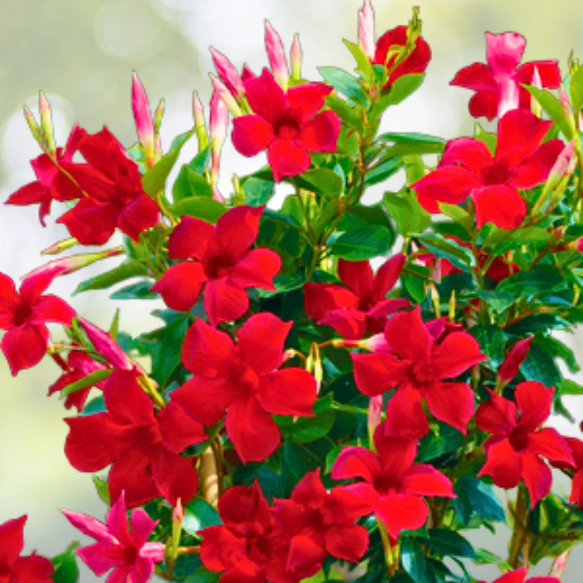 Set of 2 Live Red Mandevilla Vines - 4-6” Tall - Mandevilla spp. - Tropical Climbing Plants for Garden Decor