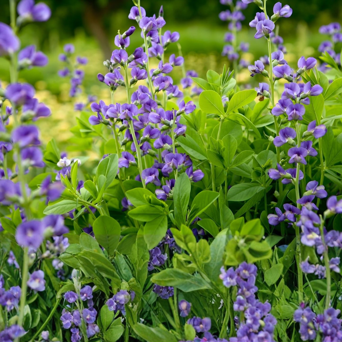 Wild Blue Indigo Bush Seeds 100 Pack - Baptisia australis Native Perennial Drought-Resistant Blue Flowers