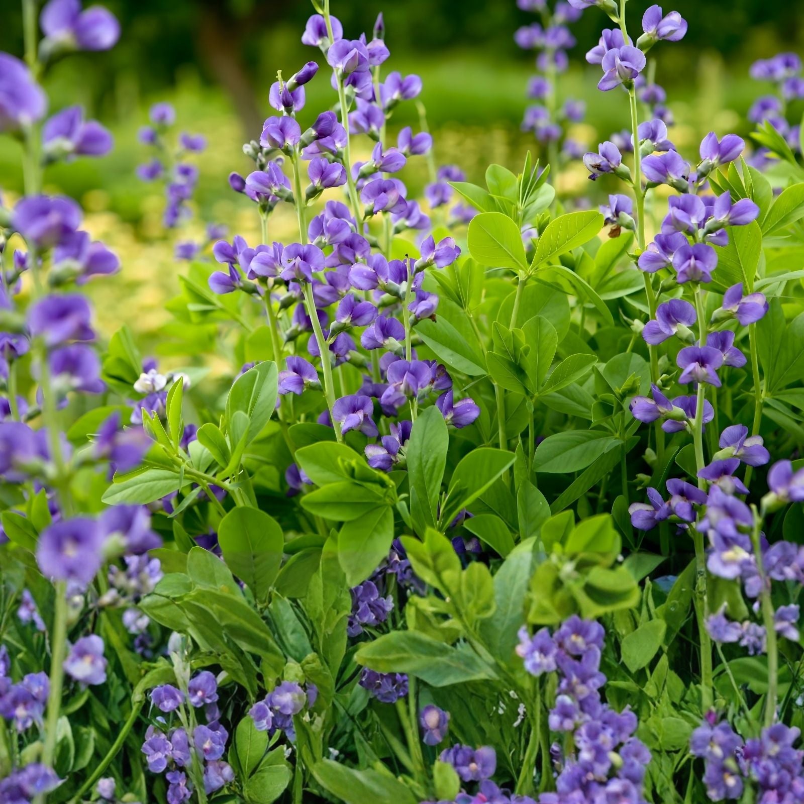 Wild Blue Indigo Bush Seeds 100 Pack - Baptisia australis Native Perennial Drought-Resistant Blue Flowers