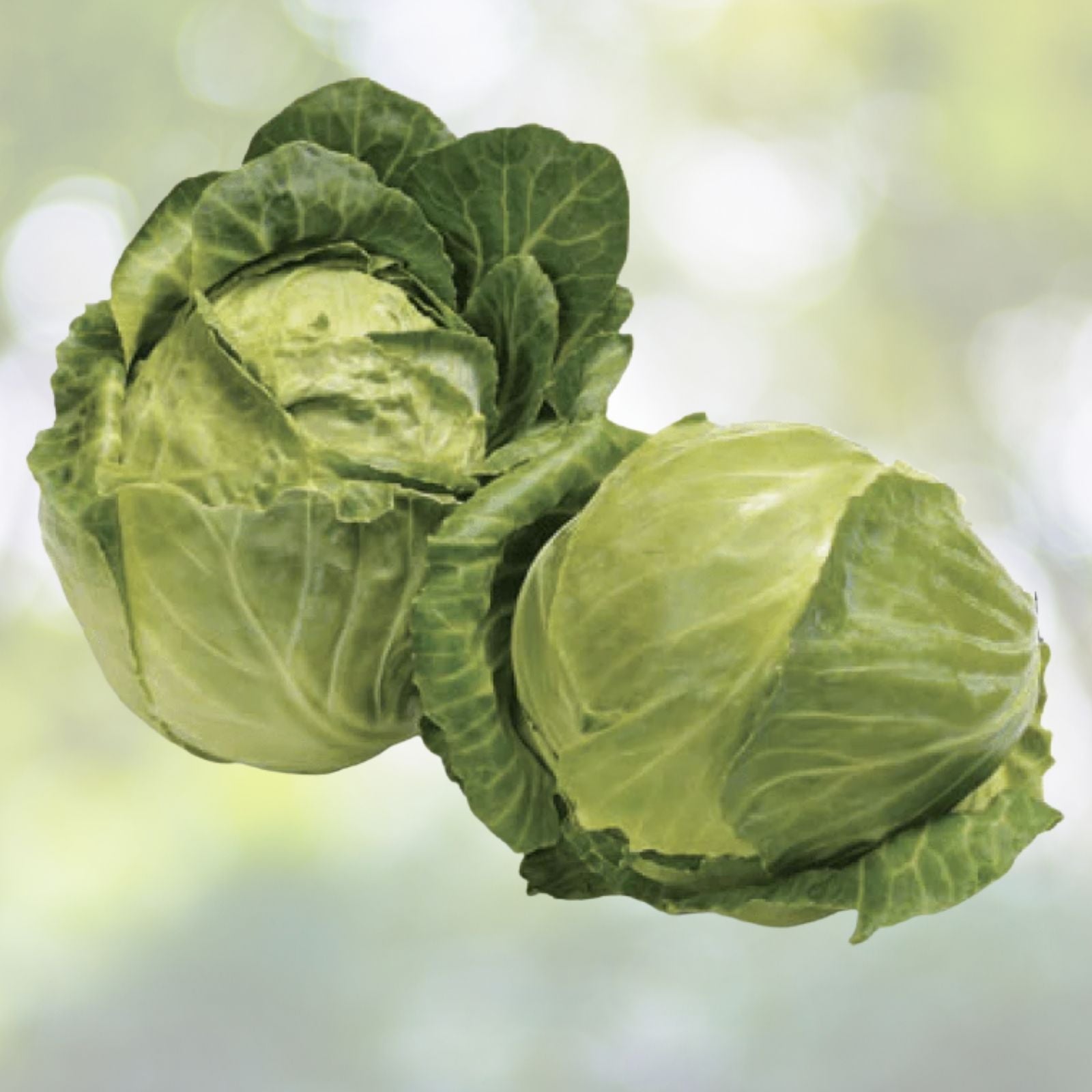 Early Golden Acre Cabbage Seeds - 200+ Pack, Chinese Cabbage, White Center, Brassica oleracea, 3lbs USA