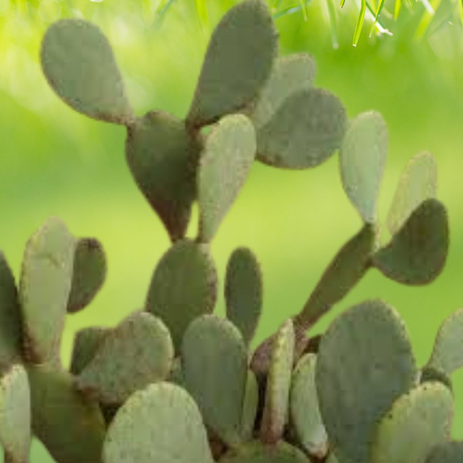 Eastern Prickly Pear Cactus - Large 3 Pads - Cold Hardy - Opuntia ficus-indica