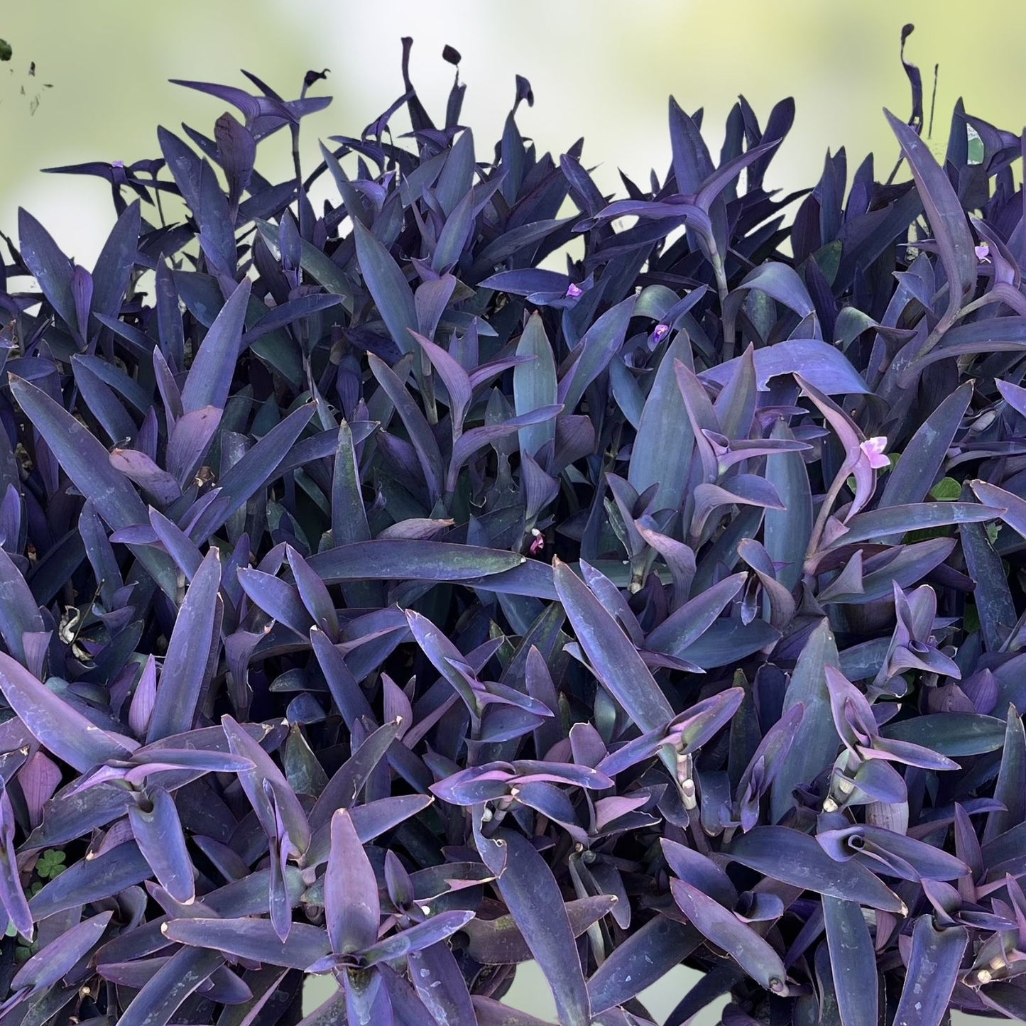 Purple Heart Wandering Tradescantia Cuttings - 15 Live Jew Plant Cuttings, Tradescantia Pallida Purpurea, Indoor Houseplant, Easy Care