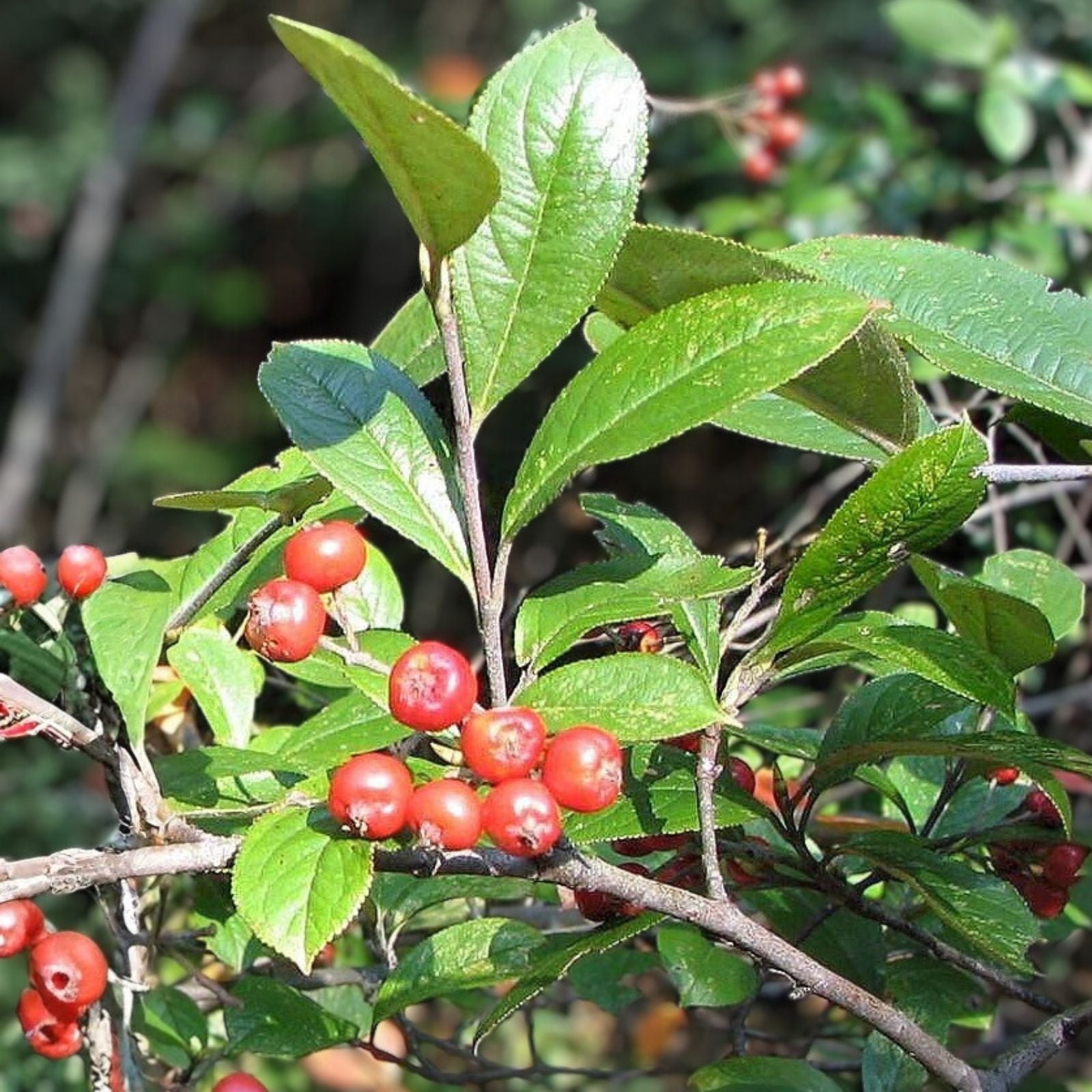 Red Chokeberry Seeds 30 Pack – Aronia arbutifolia – Berry Tree for Planting – Edible Aronia Berry Seeds