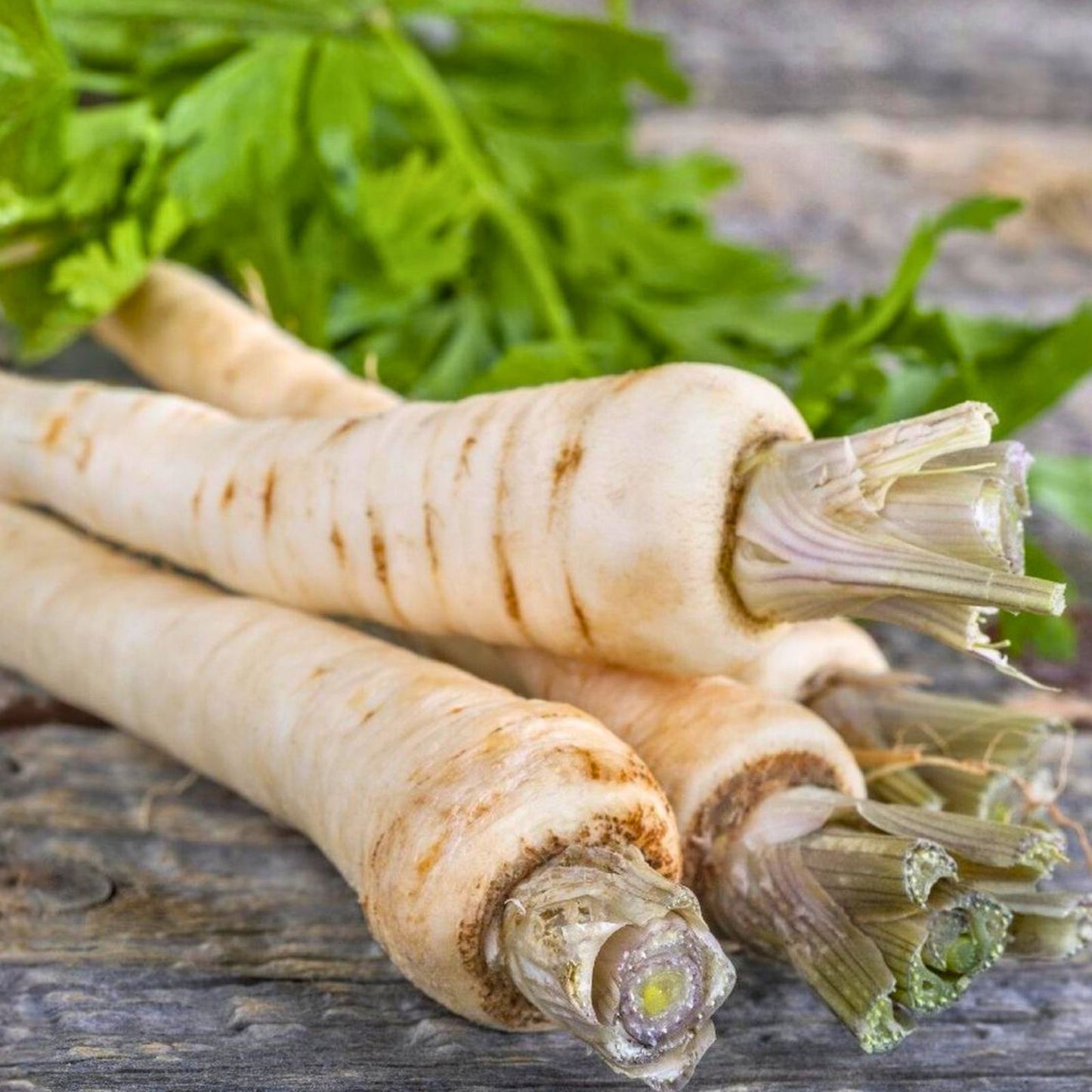 Parsnip Seeds 100 Count All American Heirloom Non-GMO Pastinaca sativa Vegetable Gardening Supplies