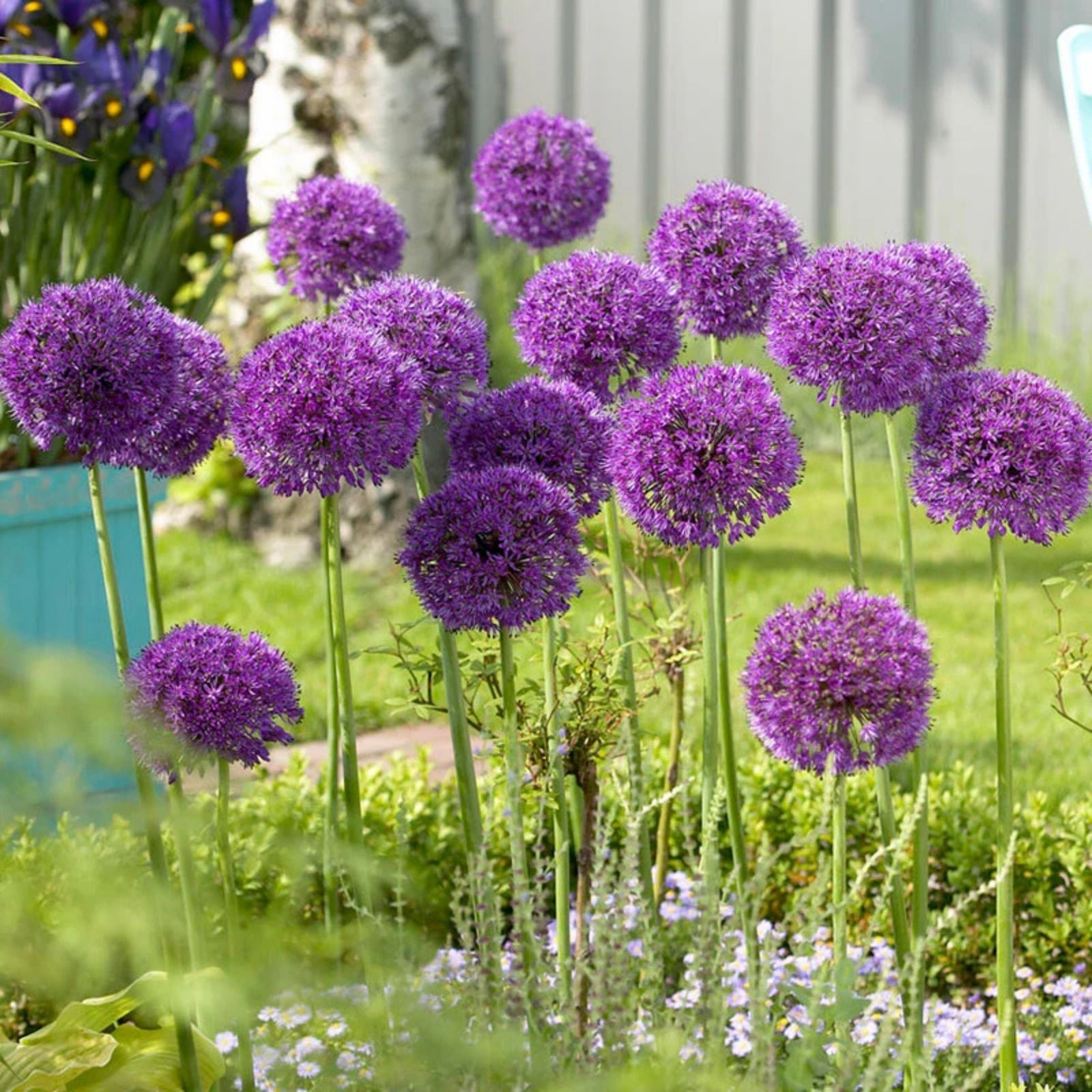 Allium Bulbs 6-Pack Dark Purple Edible Herb Allium Atropurpureum Ornamental Culinary Plant