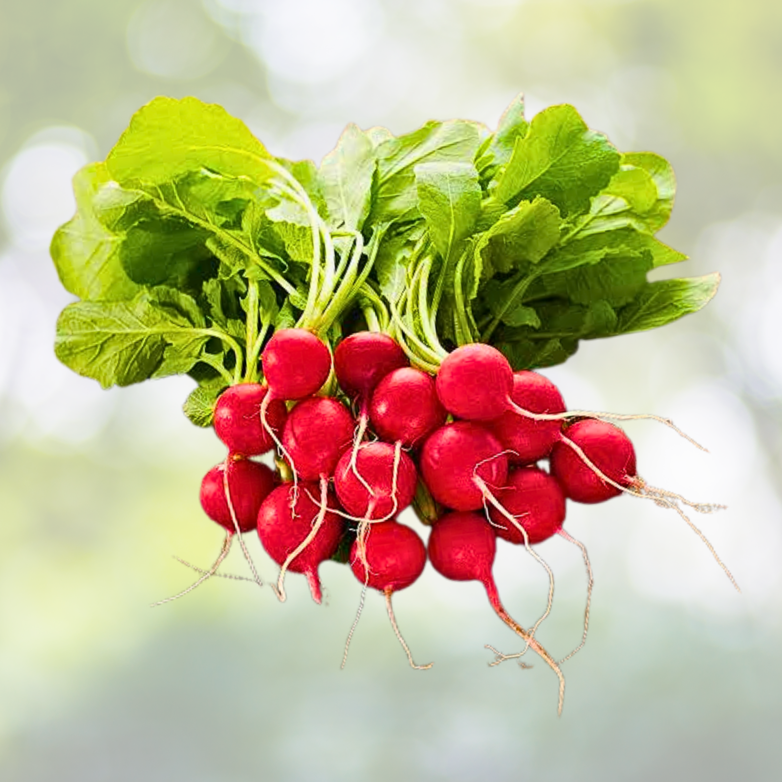Radish Seeds - 250 Heirloom Cherry Belle Non-GMO Root Vegetable - Raphanus sativus