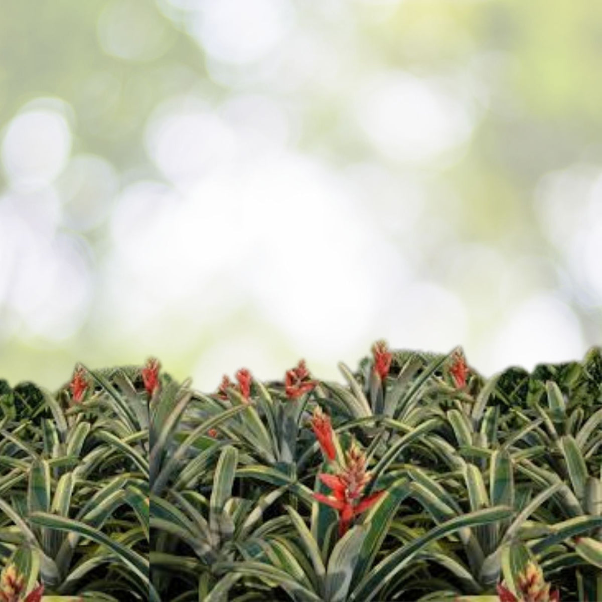 Aechmea Harvey's Pride Plant in 9" Pot - Albomarginated Foliage with Salmon and Yellow Bloom - Aechmea Little Harv Cultivar