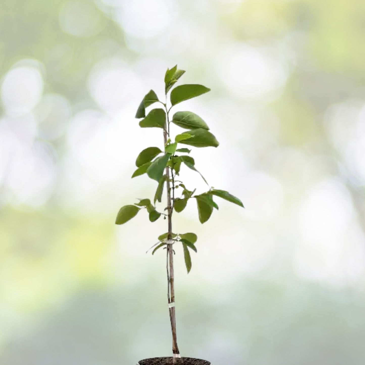 Fuyu Persimmon Tree Seedling 6"-1' Diospyros Kaki Bare Root Hardy Fruit Tree for Zones 7-10