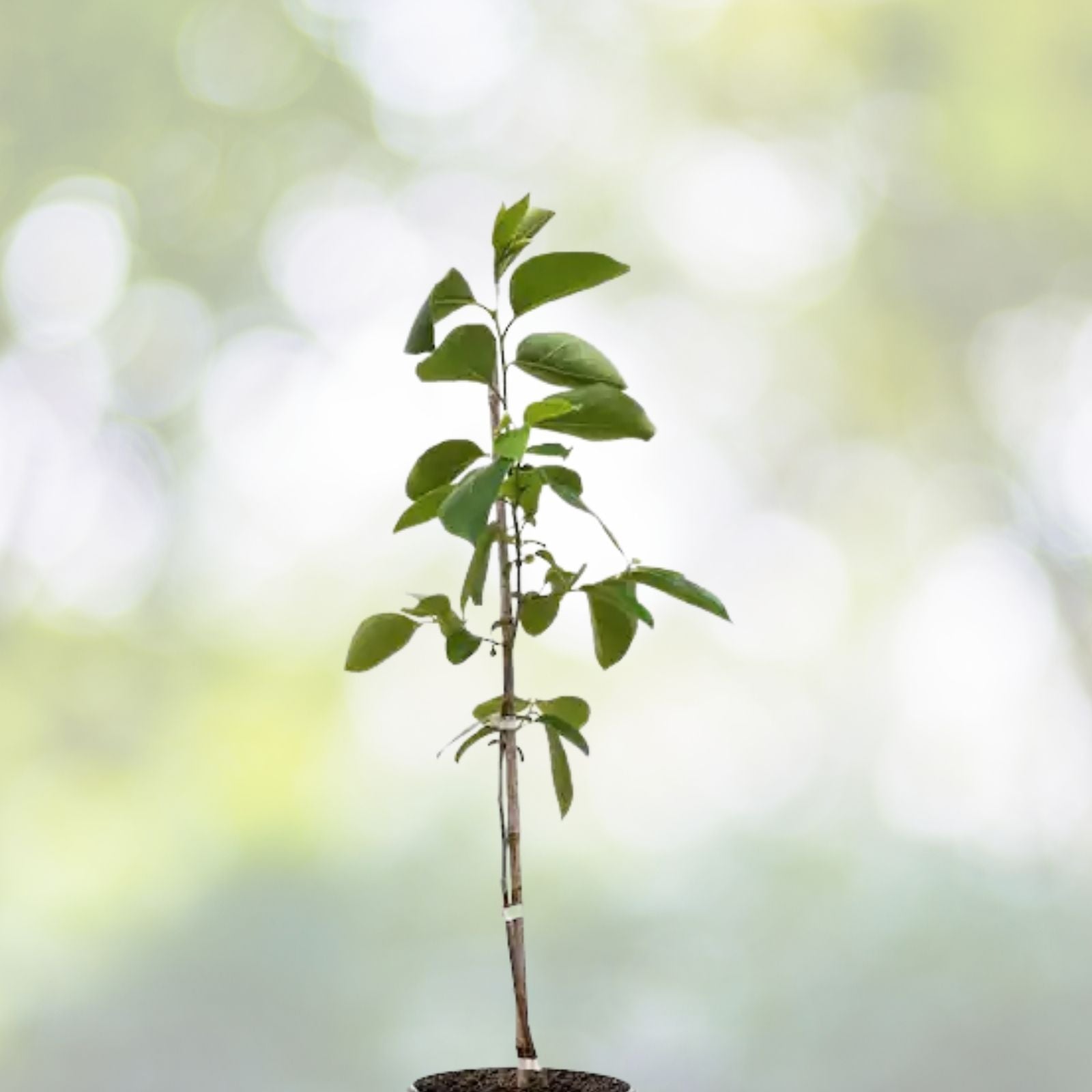 Fuyu Persimmon Tree Seedling 6"-1' Diospyros Kaki Bare Root Hardy Fruit Tree for Zones 7-10