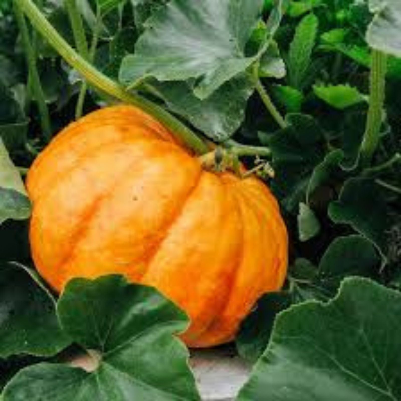 Cinderella Pumpkin Seeds 10 Organic Cucurbita pepo USA Grown Free Shipping Halloween Decor Seed Pack