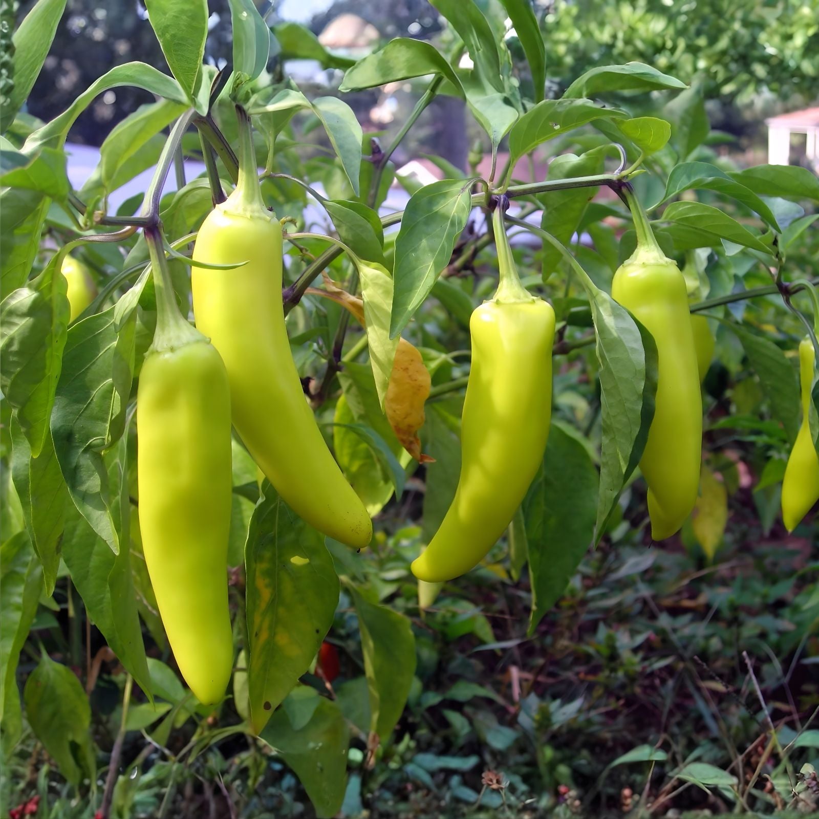 Sweet Banana Pepper Seeds - 100+ Count Non-GMO Heirloom Capsicum annuum Vegetable Seeds for Gardening
