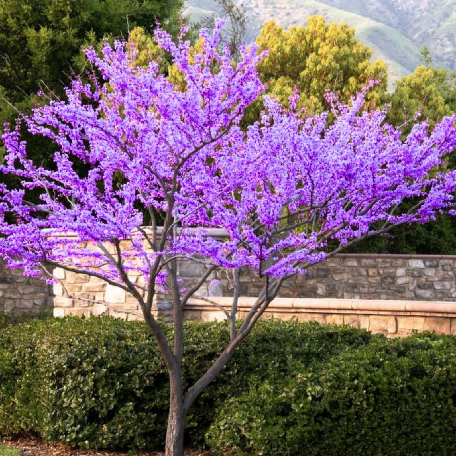 Redbud Tree Set of 2 Bare Root Cercis canadensis Dormant Missouri Grown Hardy Trees 6-12 Inches