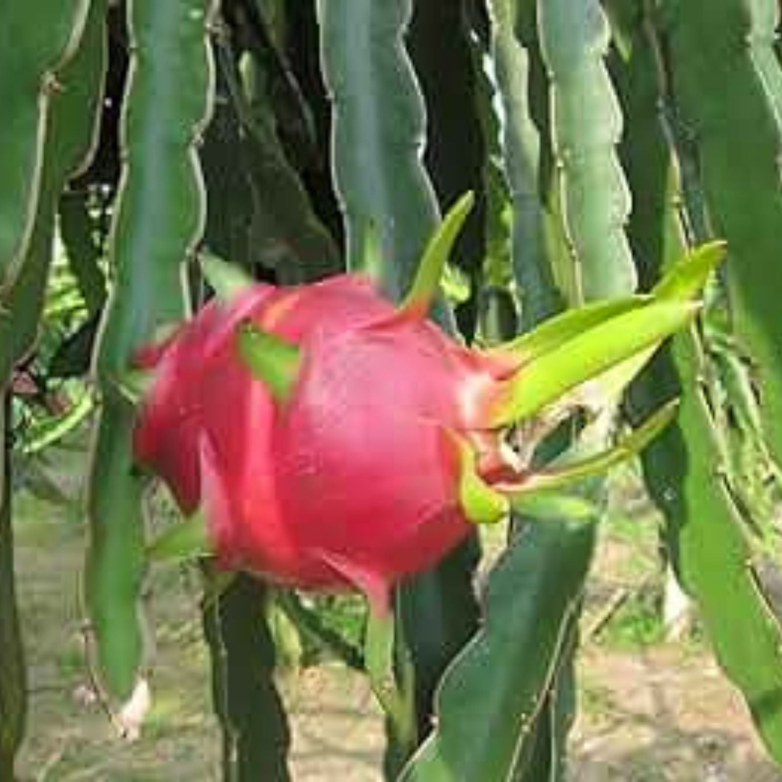 Vietnam White Dragon Fruit Cuttings 8-24 inches, Hylocereus undatus, Exotic Fruit Plant Propagation, Edible Cactus Plant