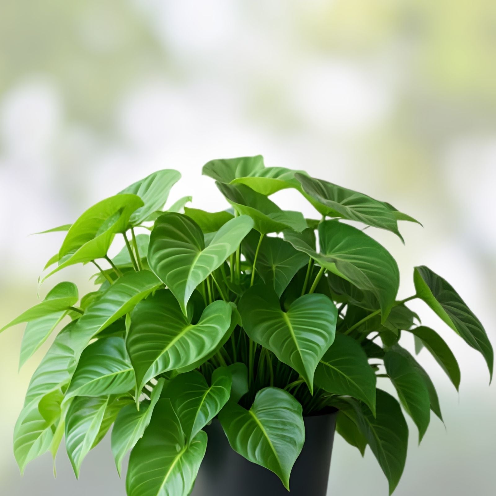 Global Green Pothos Cuttings (x5) – Epipremnum aureum Indoor Plant Propagation, Easy Care Houseplant, Green Foliage