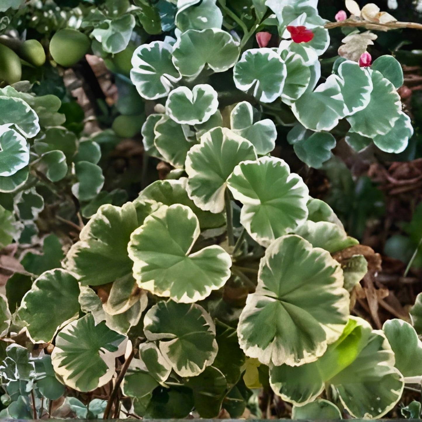 Rare Variegated Pelargonium Geranium Live Plant Cuttings - 3-inch Indoor Greenery - Unique Compact Plant Decor