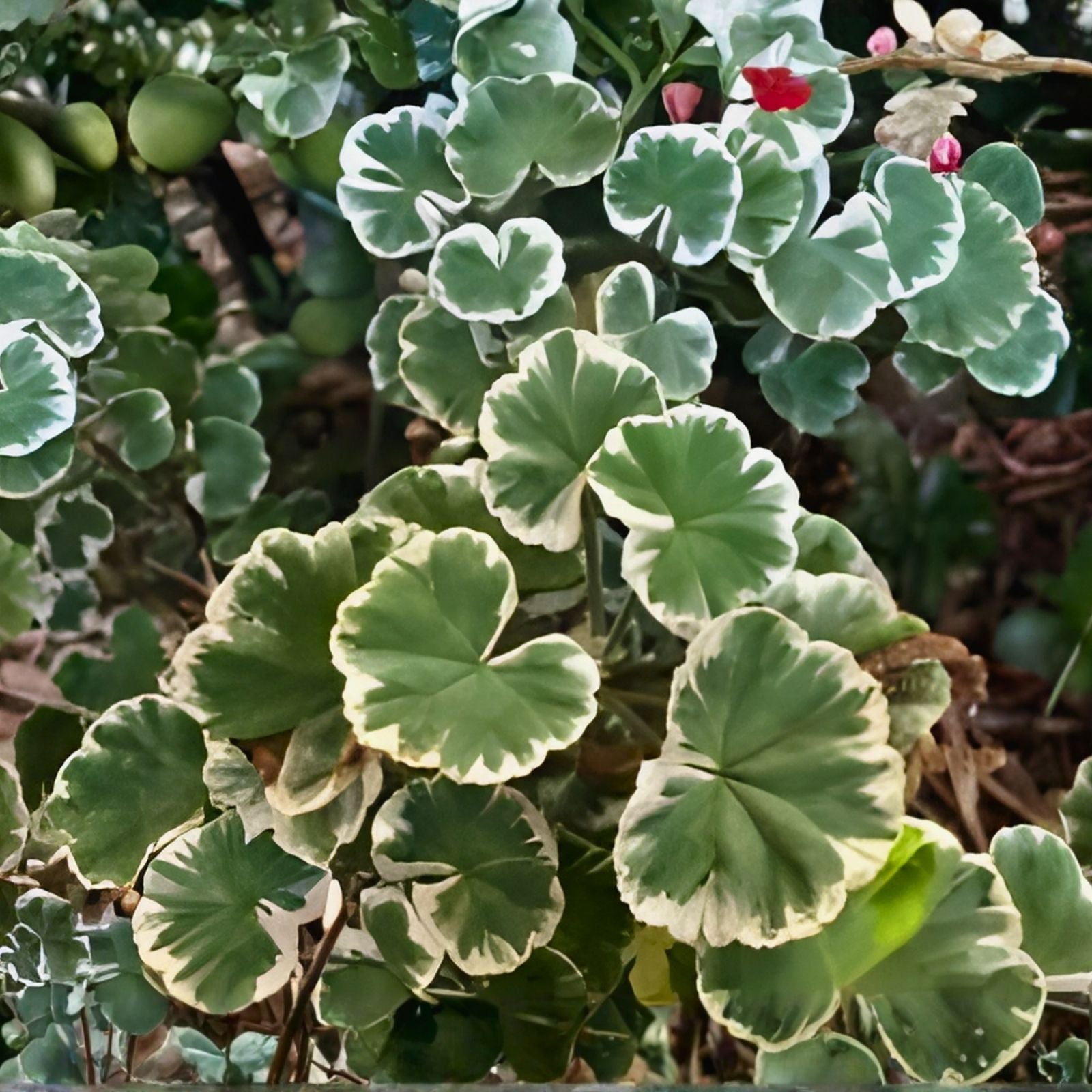 Rare Variegated Pelargonium Geranium Live Plant Cuttings - 3-inch Indoor Greenery - Unique Compact Plant Decor