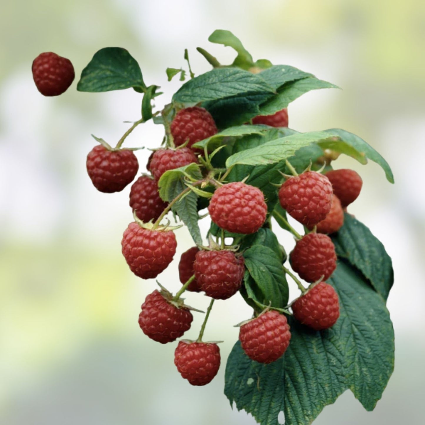 Everbearing Heritage Raspberry Cuttings - 10 Unrooted Thin Cuttings - Rubus idaeus - Fruit-bearing Berry Plant