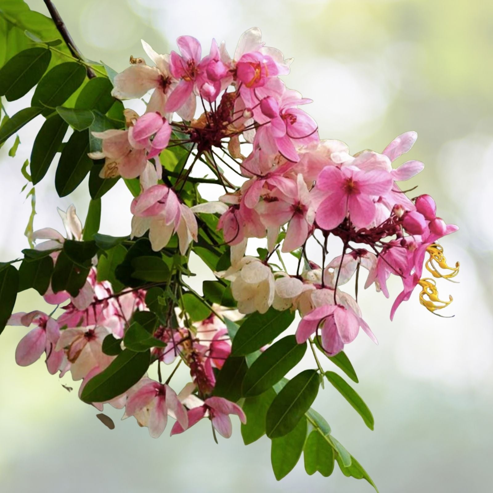 Apple Blossom Tree Seeds - Cassia javanica - 10 Seeds - Tropical Flowering Plant for Gardens and Landscaping