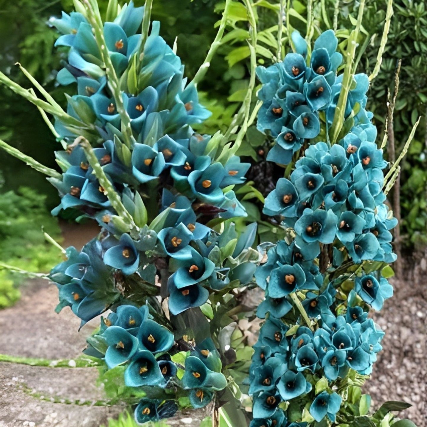 Queen of The Andes Seeds - 15 Rare Puya Planting Seeds for Exotic Garden Growth - Bromeliaceae Puya alpestris