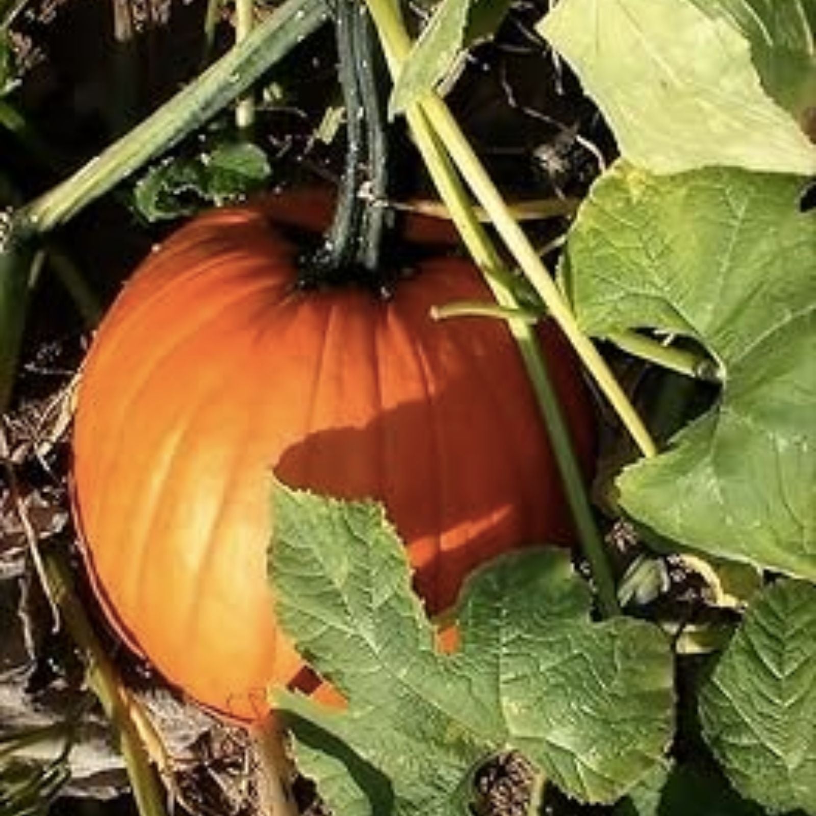 Pumpkin Seeds for Planting - 20 Seeds - Sugar Sweet Variety - Cucurbita pepo - Non-GMO, Organic, Heirloom Seeds