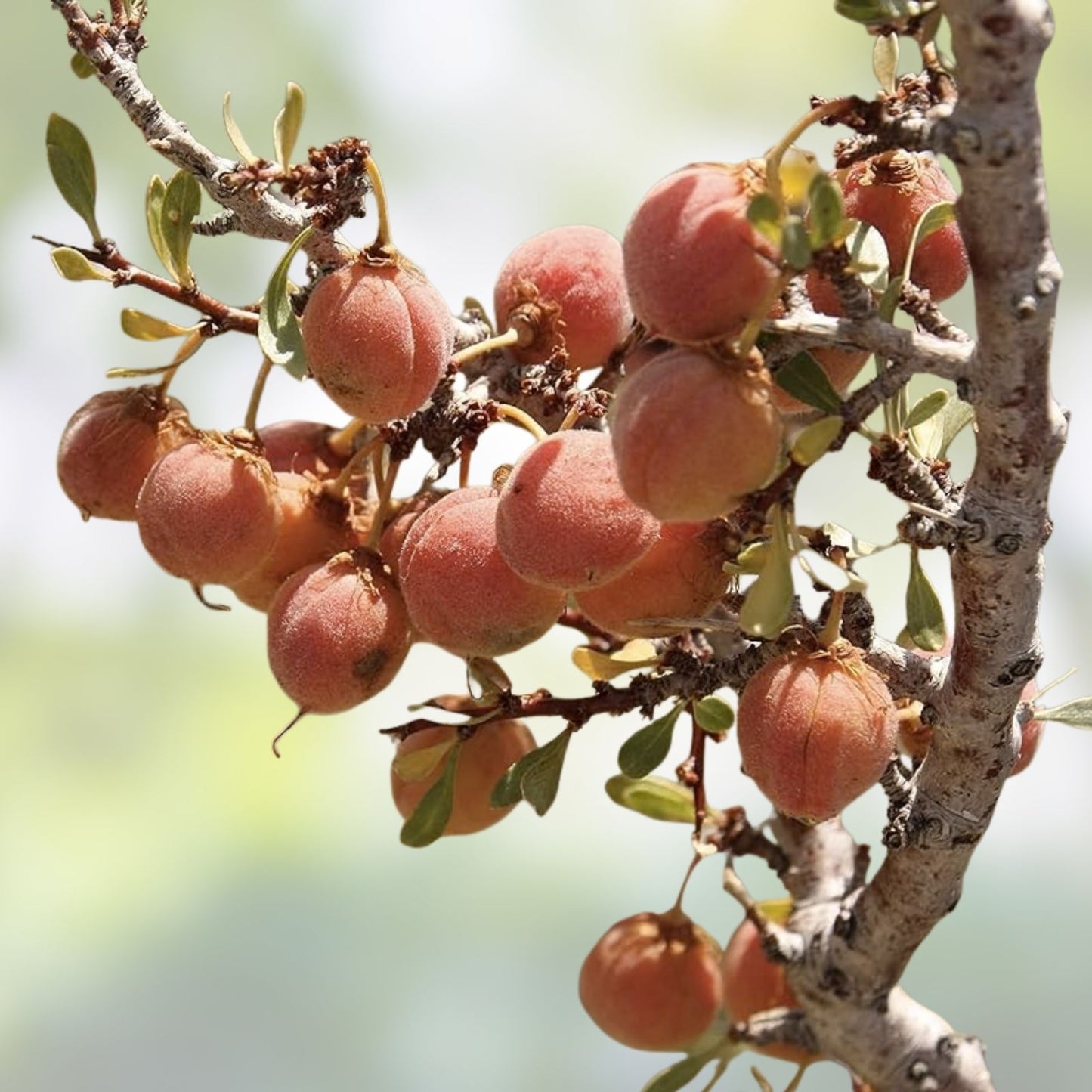 Desert Peach Bush Seeds 5 Pack - Prunus andersonii Drought-Tolerant Native Plant for Gardening