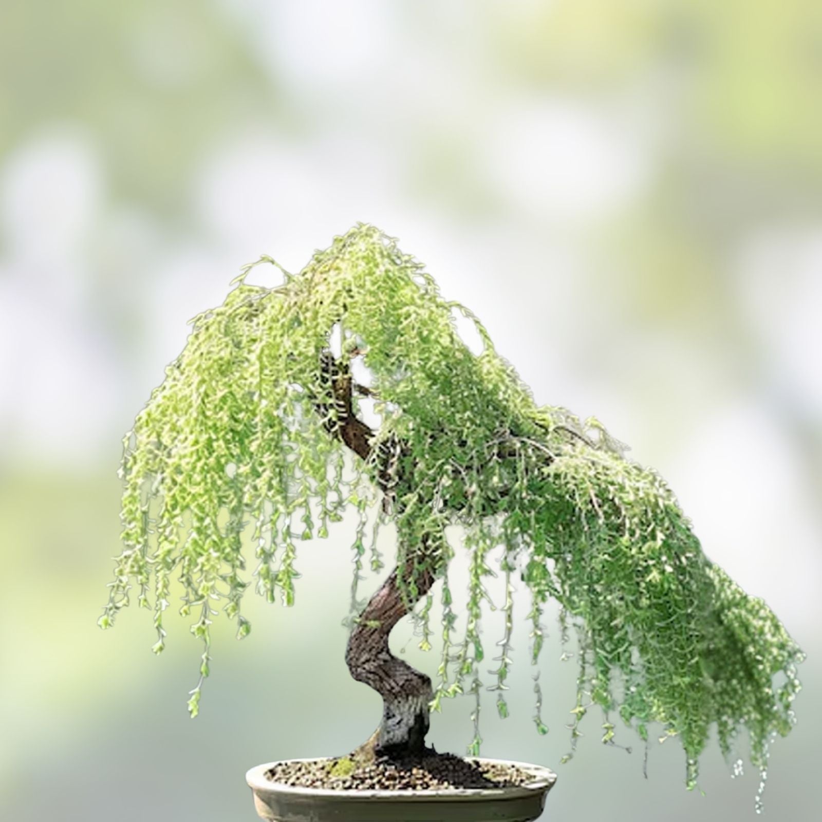 Gold Weeping Willow Tree Cuttings - 5 Pieces for Bonsai or Garden - Salix babylonica - Live Plant Clippings