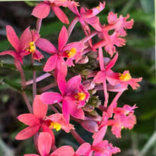 Epidendrum Orchid Cutting 8" Magenta Yellow Center Tropical Flowering Plant Epidendrum spp,