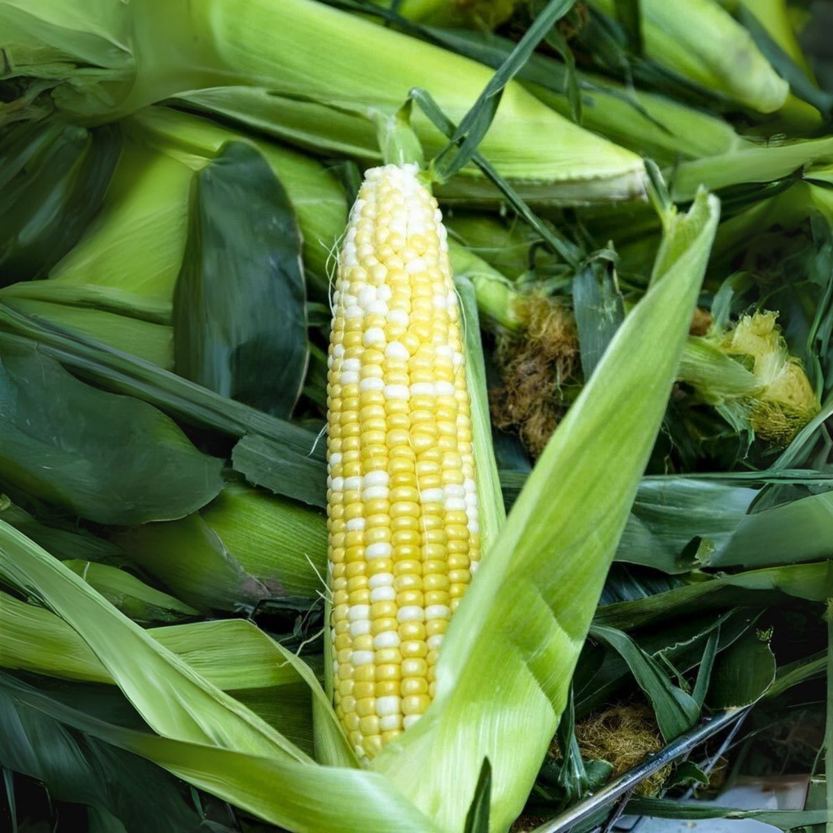 Peaches and Cream Sweet Corn Seeds - 100 Seeds - Zea mays