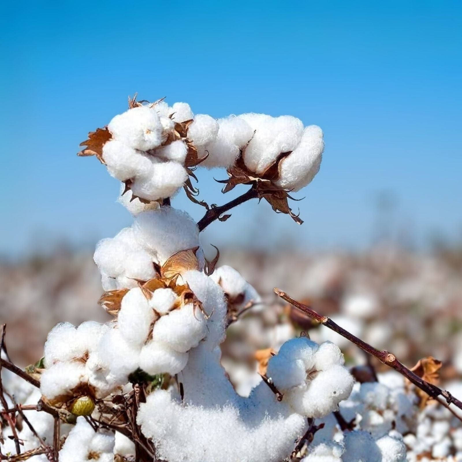 White Cotton Seeds 30 Count, Buranda Variety, Non-GMO, High-Density Gossypium Cotton Seeds for Planting