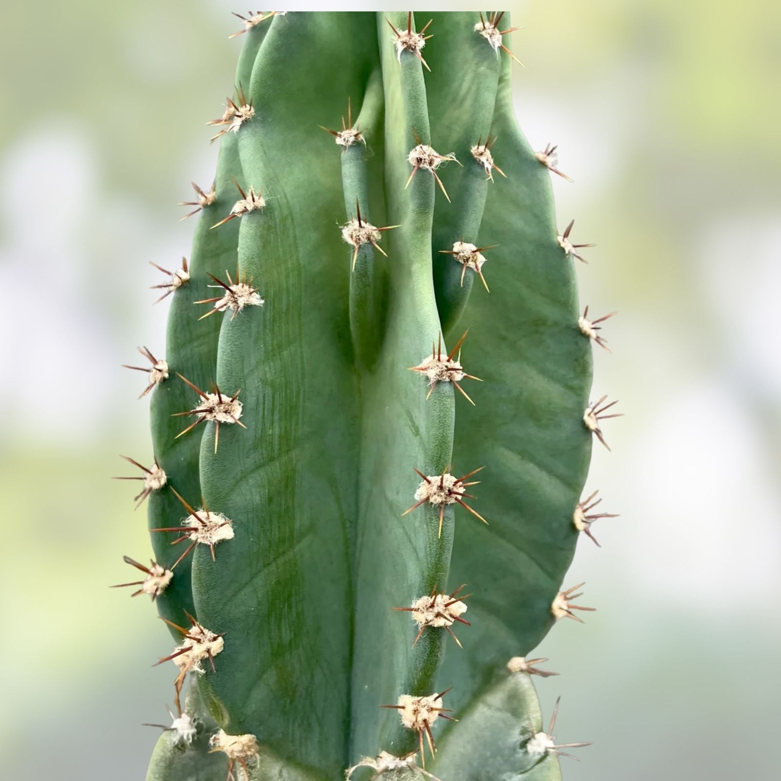 Cereus Cactus Cutting 8,5" – Succulent Plant Propagation – Unique Miscellaneous Variety
