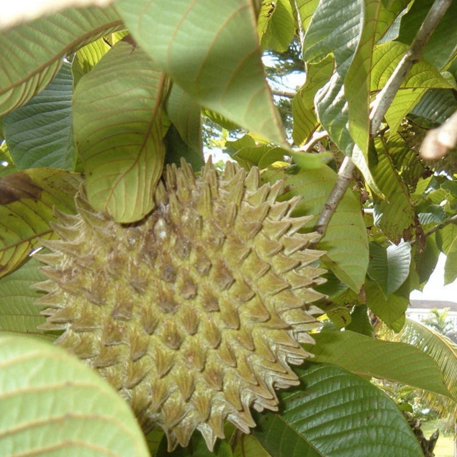 Soncoya Fruit Tree Seeds - 5 Seeds - Annona purpurea - Tropical Fruit Planting Seeds for Garden and Orchard