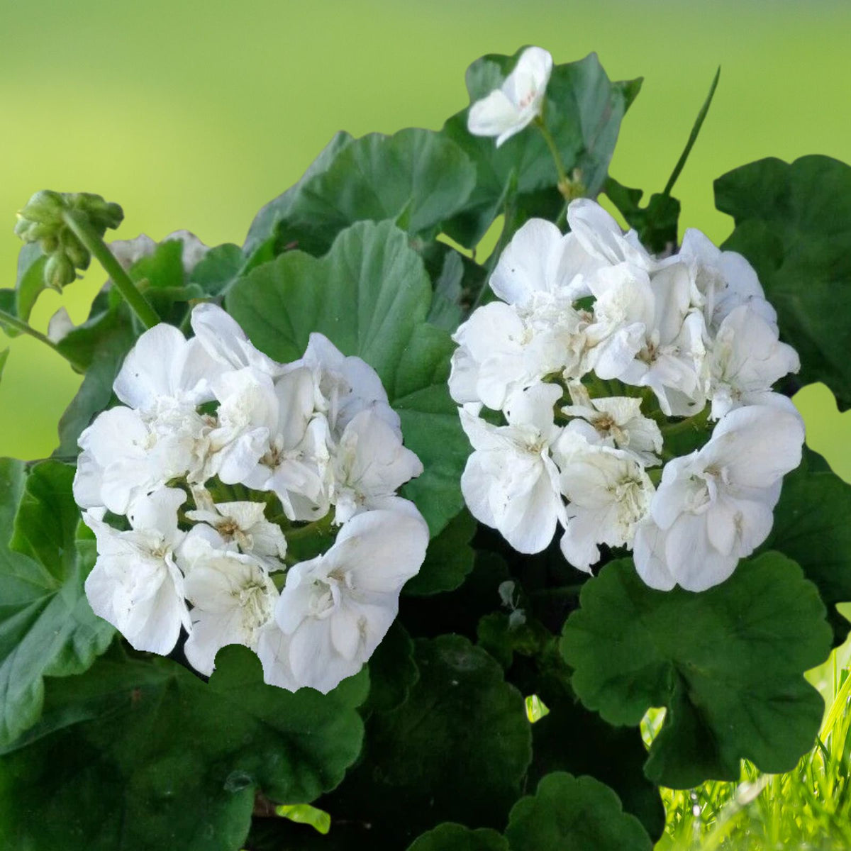 Double White Pelargonium Zonal Geranium Live Plant Starter Cuttings - 3x6" Fresh Cuttings for Home Garden