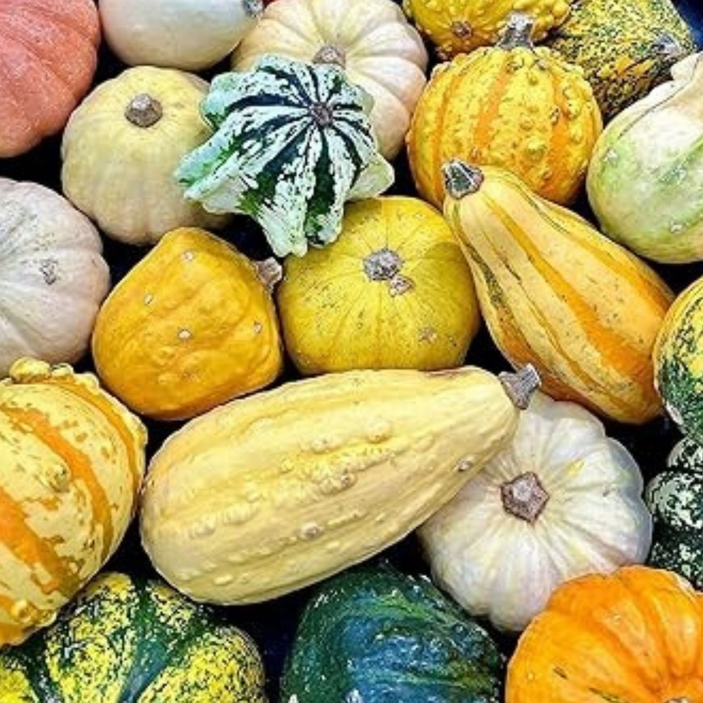 Large Gourd Mix Seeds 25+ | Colorful Fall Decor | Cucurbita pepo | Garden Seeds for Autumn Decorations