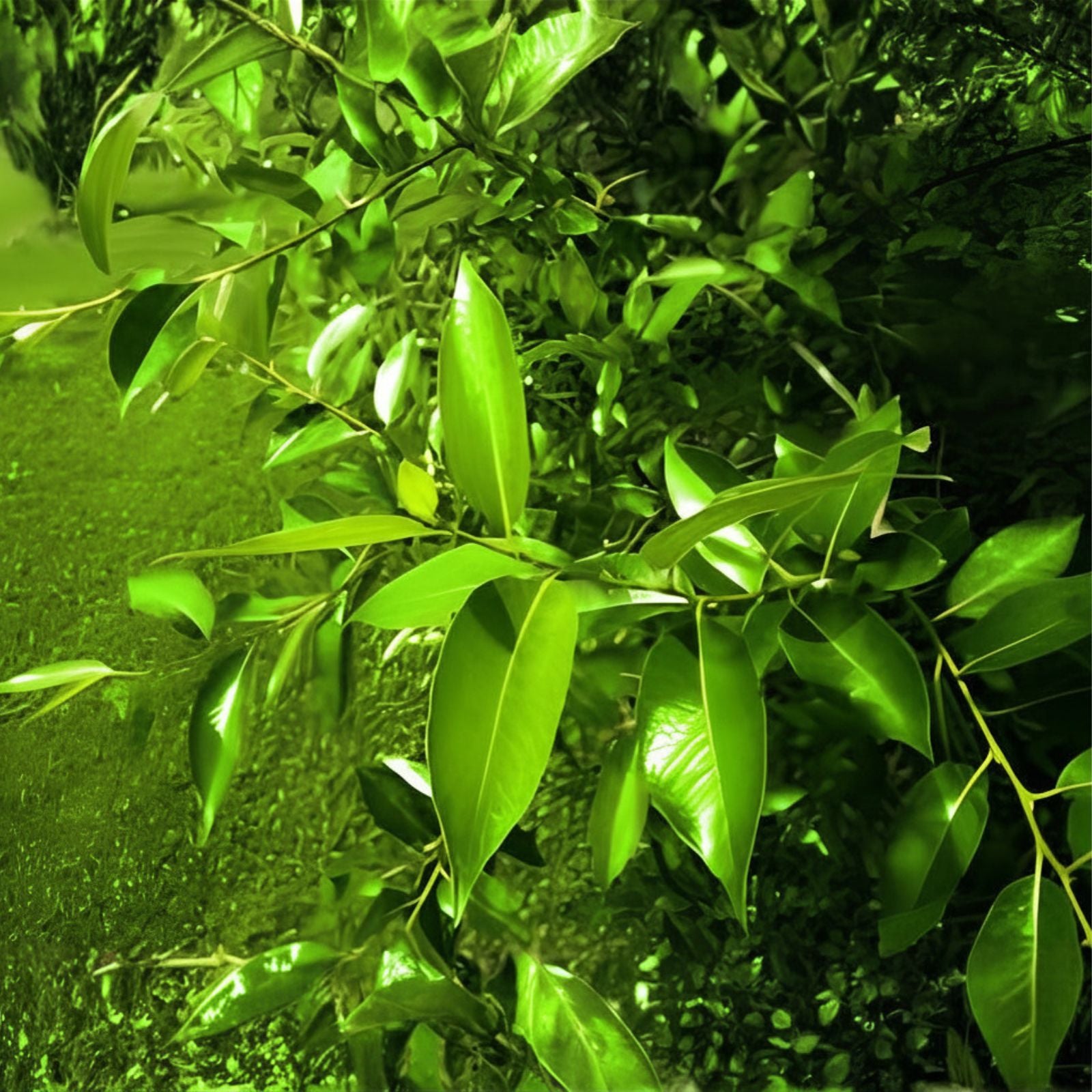 Bay Leaf Willow Tree Cuttings - Salix pentandra Live Branches for Planting, Bare Root, Starter Plant, Live Willow Branches