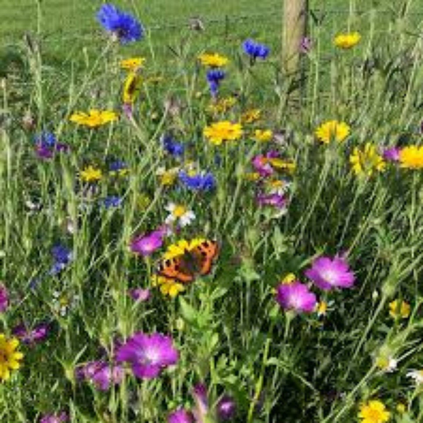 Perennial Pollinator Seeds Bundle - Wildflower Mix for Bees & Butterflies - Native Flora Habitat Seeds