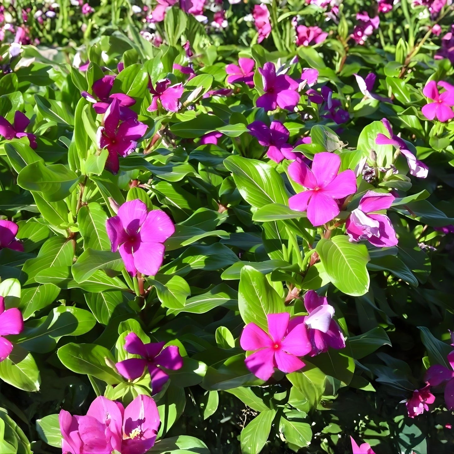 Vinca Seeds 500 Count Hotlik Purple Eye Catharanthus roseus Flower Seeds Non-California Shipping