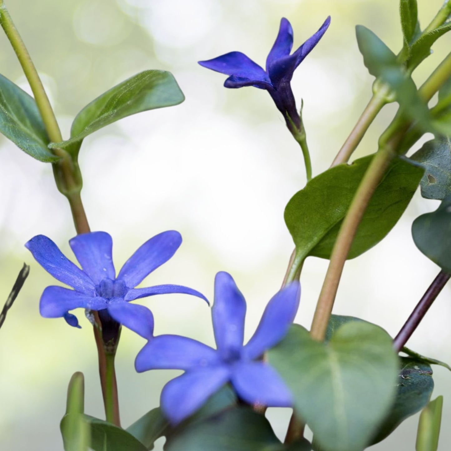 Periwinkle Starter Plants 12-Pack, Solid Green Creeping Ground Cover, Vinca Minor, Live Rooted Perennials