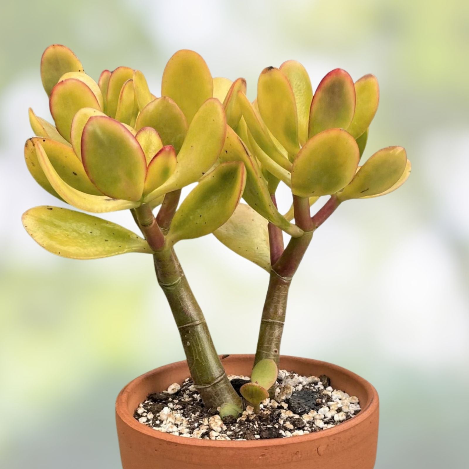 Jade Plant Cutting - Crassula ovata 'Hummel's Sunset' - Colorful Perennial Succulent for Indoor Garden