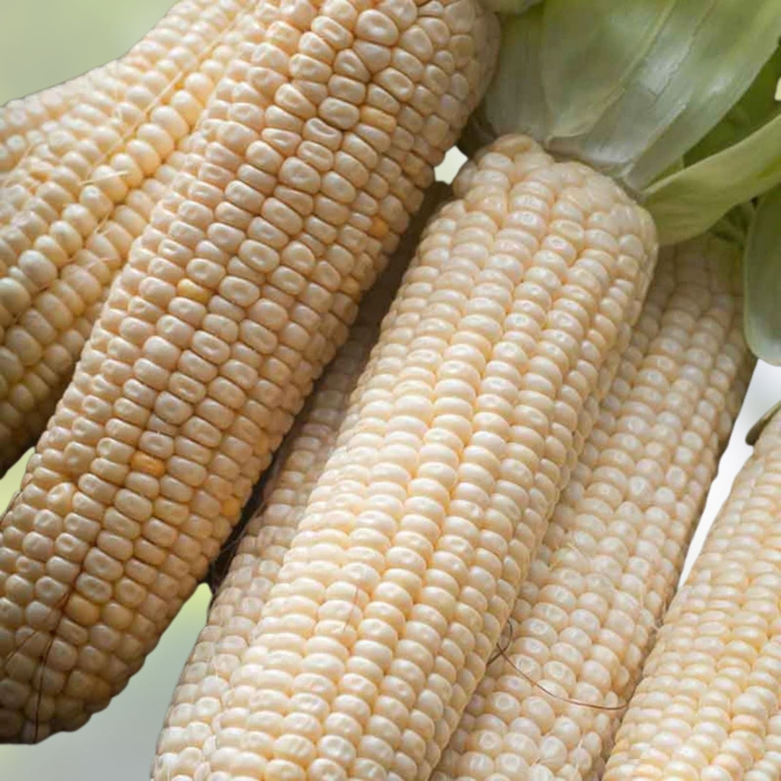 Corn Seeds – 20+ Heirloom Stowell's Evergreen White Sweet Variety – Zea mays, Non-GMO, Organic, Open-Pollinated