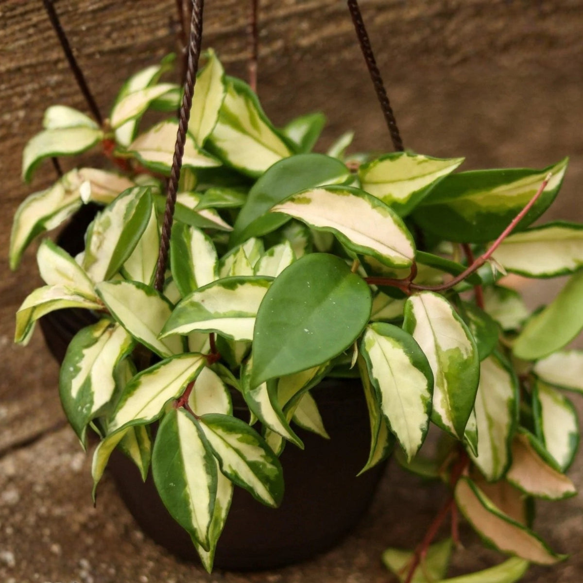 Hoya Carnosa Krimson Princess Plant 3" Pot - Variegated Wax Plant with Creamy Edges - Indoor Houseplant Decor - Hoya Carnosa