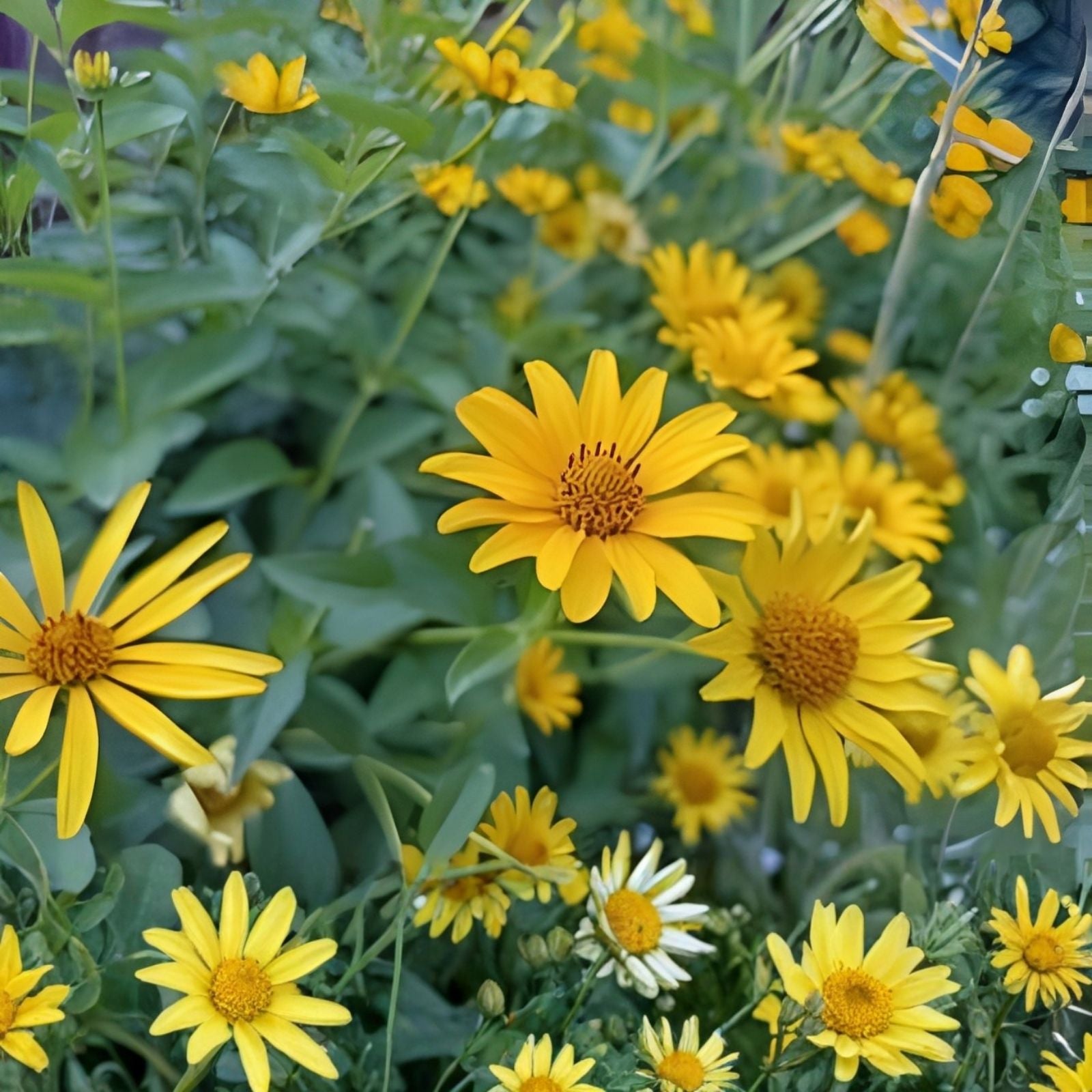 Mexican Sunflower Live Cuttings - Tithonia Diversifolia - 15 Fresh Gardening and Landscaping Plants